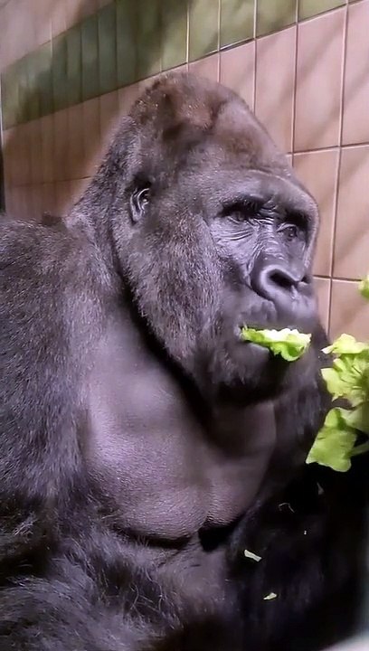 Gorilla Vibes | This Silverback is enjoying Lettuce | Videos For Kids | ASMR