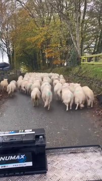 pets lover-Animal lover Funniest Animals 2023 Funny Cats and Dogs | Funny Animal Videos #14