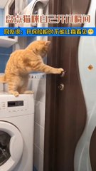 pets lover-Animal lover  Funniest Animals 2023  Funny Cats and Dogs  | Funny Animal Videos #15