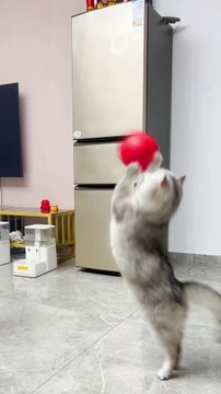 pets lover-Animal lover Funniest Animals 2023 Funny Cats and Dogs | Funny Animal Videos #18