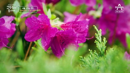 [예고] 미래의 희망을 이야기하는 사람들의 봄 이야기(in 거제)