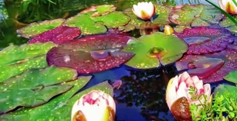 The Living Bible S01 E17