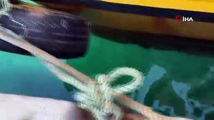 Nesli tükenme tehlikesinde olan fok görüntülendi! Yaramaz fok böyle güneşlendi