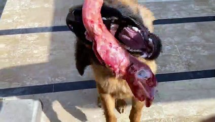 Dolly ney meray Hath par kat liya  | My German Shepherd Dog has Attacked on me