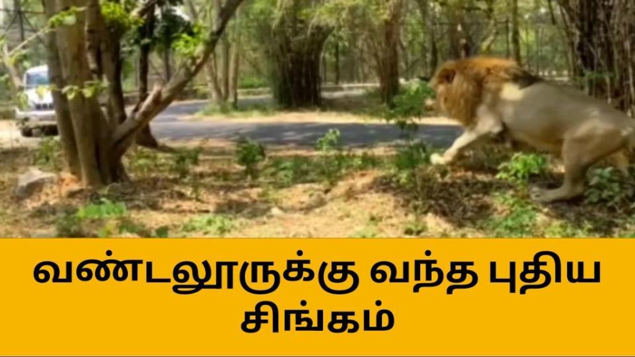 செ.பட்டு: வண்டலூர் உயிரியல் பூங்காவிற்கு புதிதாக ஒரு சிங்கம்!