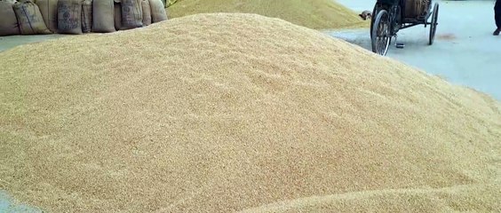 अधिकांश मंडियों में ऑनलाइन गेहूं की खरीद शुरू