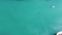 Nesli tükenme tehlikesi altında olan Akdeniz foku böyle görüntülendi