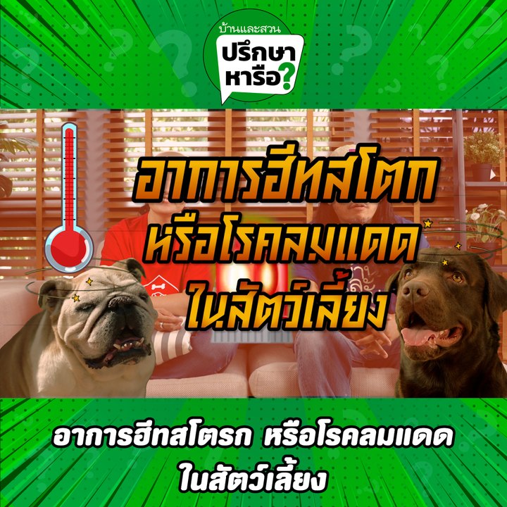 บ้านและสวนปรึกษาหารือ ฮีทสโตรก โรคลมแดดในหมาแมว