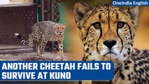 MP’s Kuno National Park reports the death of 2nd Cheetah within a month | Oneindia News
