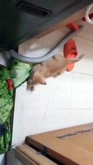 Cute Cat videos |#shorts #virashorts