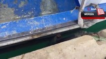 Nesli tükenme tehlikesinde olan bir Akdeniz foku Mersin'de güneşlendi