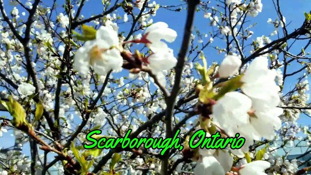 Cherry Blossoms video | Sakura | Cherry Blossoms Trees | Cherry Blossoms in Toronto Canada