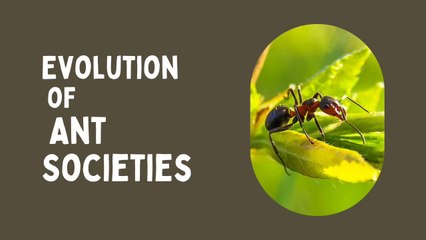 The Evolution of Ant Societies
