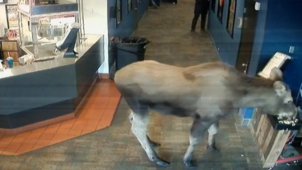 Trip to the moo-vies: Moose snacks on popcorn at Alaska cinema