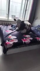 ISSEI funny video  New Meme Remix