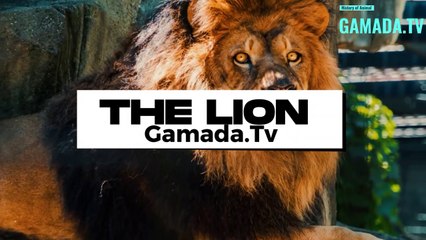 The majestic story of lions, symbols of strength and courage