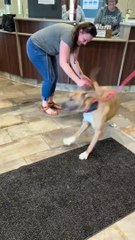 Dona e cão separados após um acidente em Ohio