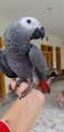 African Grey | African Grey Parrot