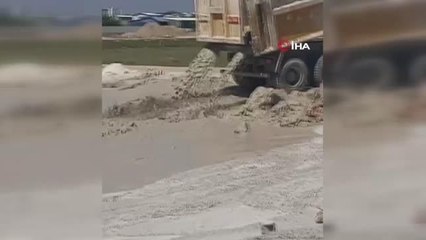 Yavru köpeklere beton atık suyu katliamı