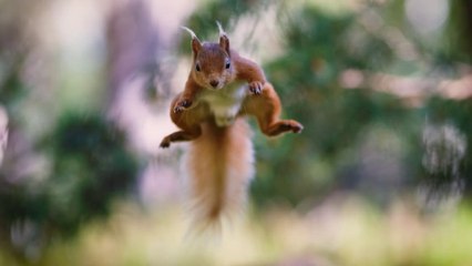 Wild Isles - S01 Trailer (English) HD