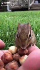 Cute Animals for When You are Stressed _480p