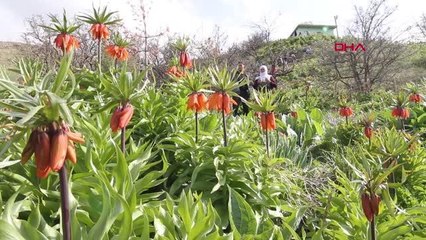 VAN'DA 'TERS LALELER' ÇİÇEK AÇTI