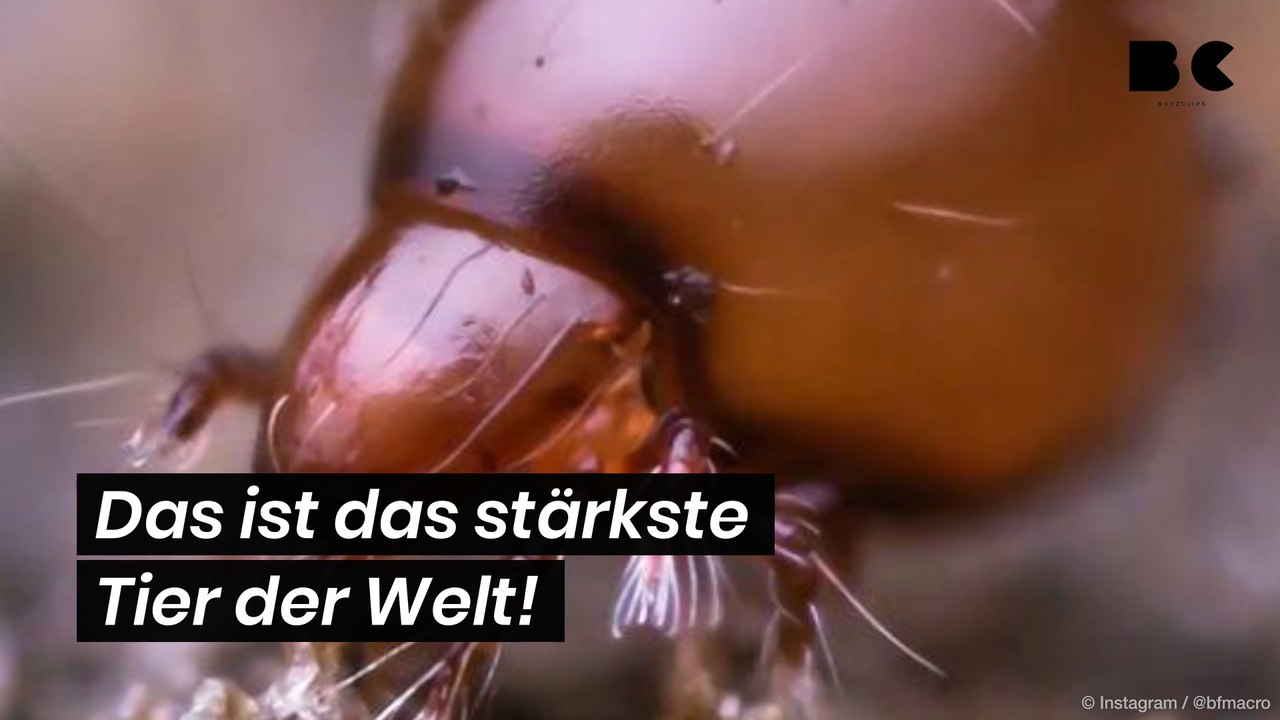 Das ist das stärkste Tier der Welt!