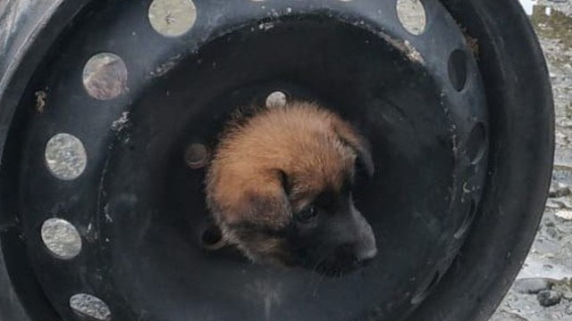Kafası otomobil jantına sıkışan köpeği ekipler kurtardı