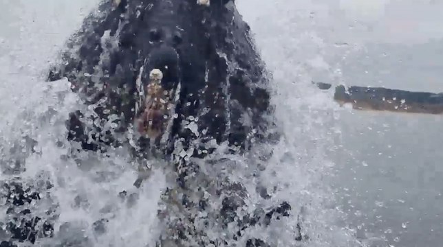 Whale Breaches On Boat Scraping Off Barnacles | Wild-ish TV