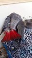 African Gray Talking Parrot | Best Talking Parrot