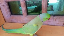 My talking parrot  | Kashmiri green parrot | Kiwi green