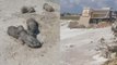 Antalya’da yavru köpek katliamı: Üzerine beton döktüler