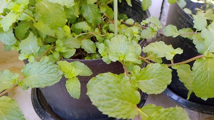 The green from sarinna balcony garden