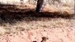 Leopard cleverly waiting to attack deer  |  Wild | Animals | Trending | Viral | Leopard attack