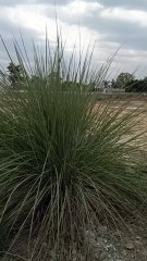 muhlenbergia rigens, muhlenbergia, muhlenbergia capillaris, muhlenbergia lindheimeri autumn glow, muhlenbergia capillaris seed, muhlenbergia capillaris pruning, muhlenbergia capillaris ruby, muhlenbergia ruby, muhlenbergia capillaris invasive