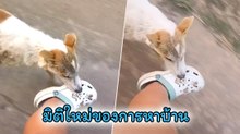 หมาจรทุ่มสุดตัว ! กลยุทธ์ตกทาสหาบ้านใหม่รับเลี้ยง นุดรับเราไปอยู่ด้วยนะ