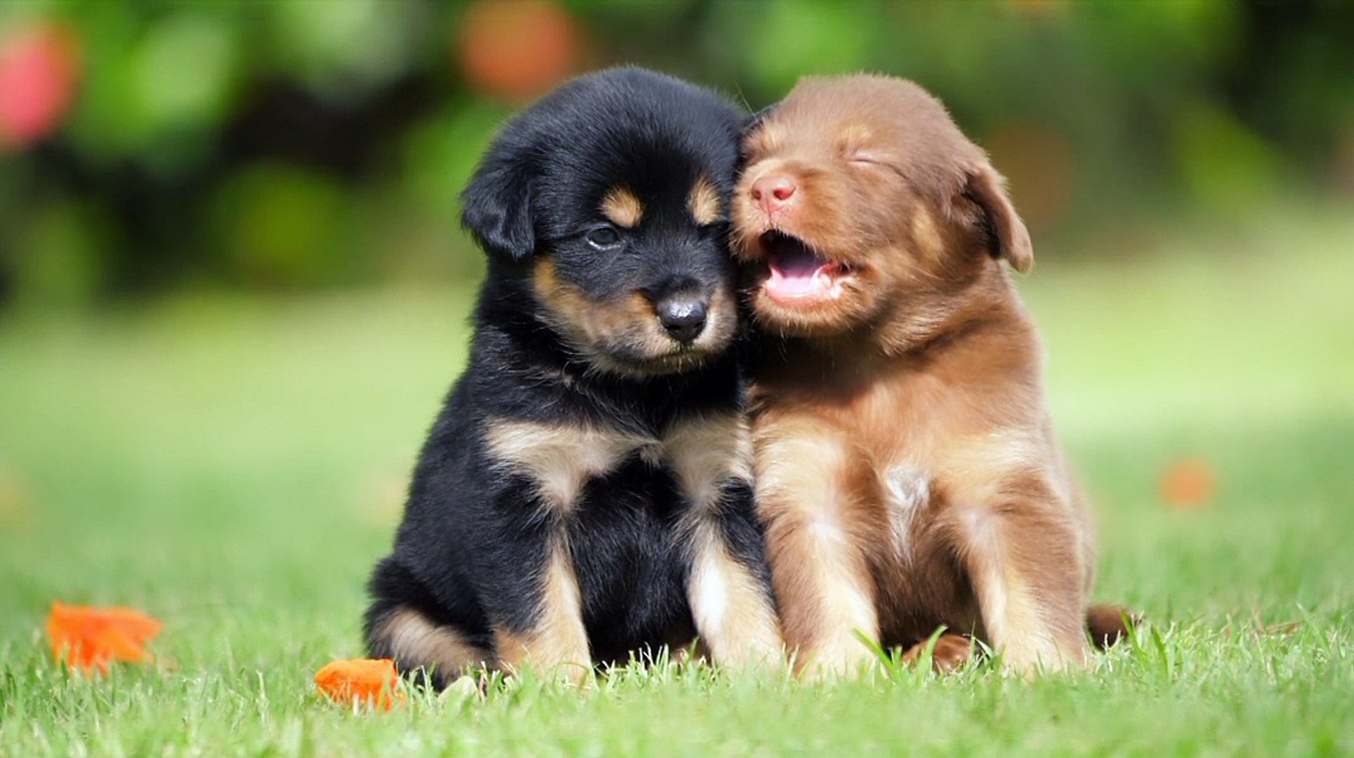 ⁣So cute puppies  | Pet Hub | #shorts