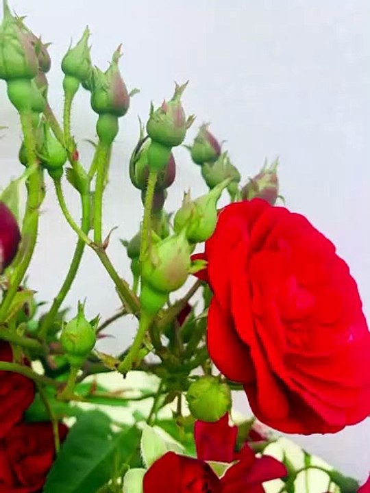 Rose HD Video