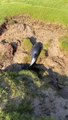 Stranded porpoise rescued at Carnforth