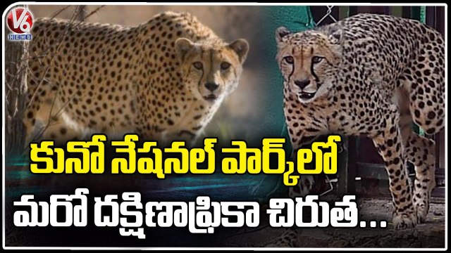 South African Cheetah Lost Life , 2nd Loss In Kuno National Park In A Month | V6 News