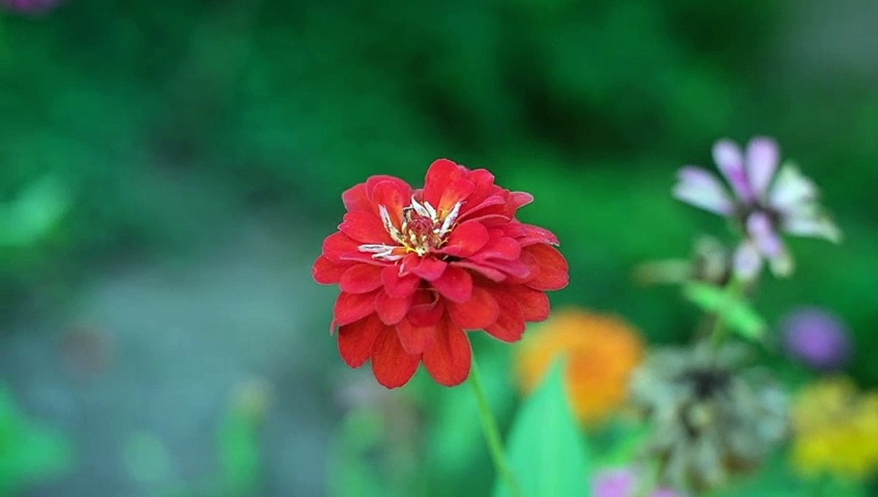 HD Nature rose