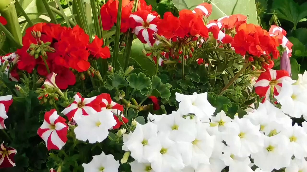 HD 4K Video