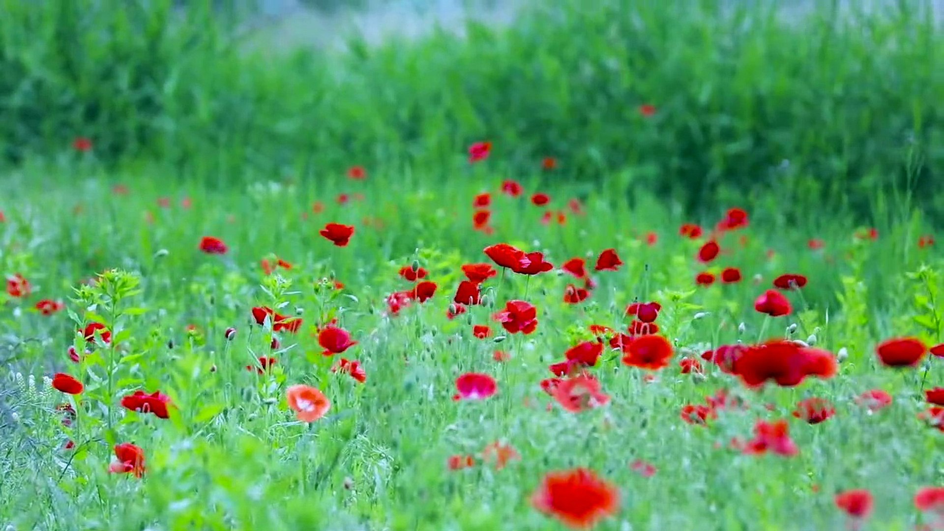 8K HD Nature