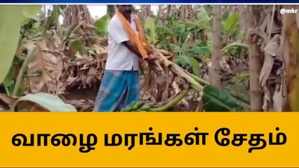 Download Video: ராம்நாடு:அடித்து வீசிய சூறைக்காற்று - வேரோடு சாய்ந்த வாழை மரங்கள்!