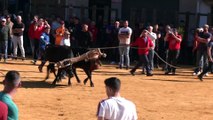 Beas (Jaén) celebra la fiesta taurina de San Marcos con 145 reses sin sacrificio de animales locales