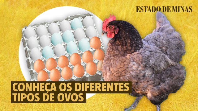 Ovo de ‘galinha feliz’? Conheça os diferentes tipos de ovos