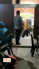 Oso bandera sorprende a los ciudadanos mientras pasea por el centro de Trinidad