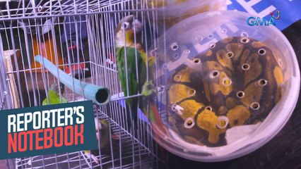 Download Video: Ilegal na pagbebenta ng endangered species, talamak na rin online! | Reporter's Notebook