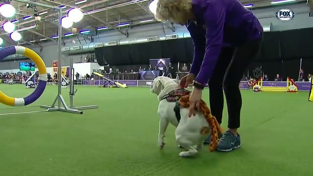 Watch Rudy the Bulldog crush the 2019 WKC Masters Agility course _ FOX SPORTS