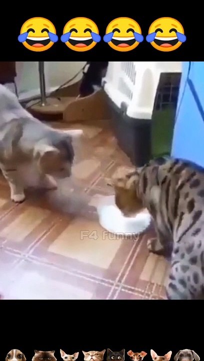 Cats fighting